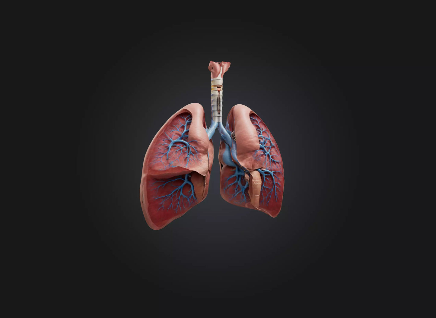 lung organ 3D model
