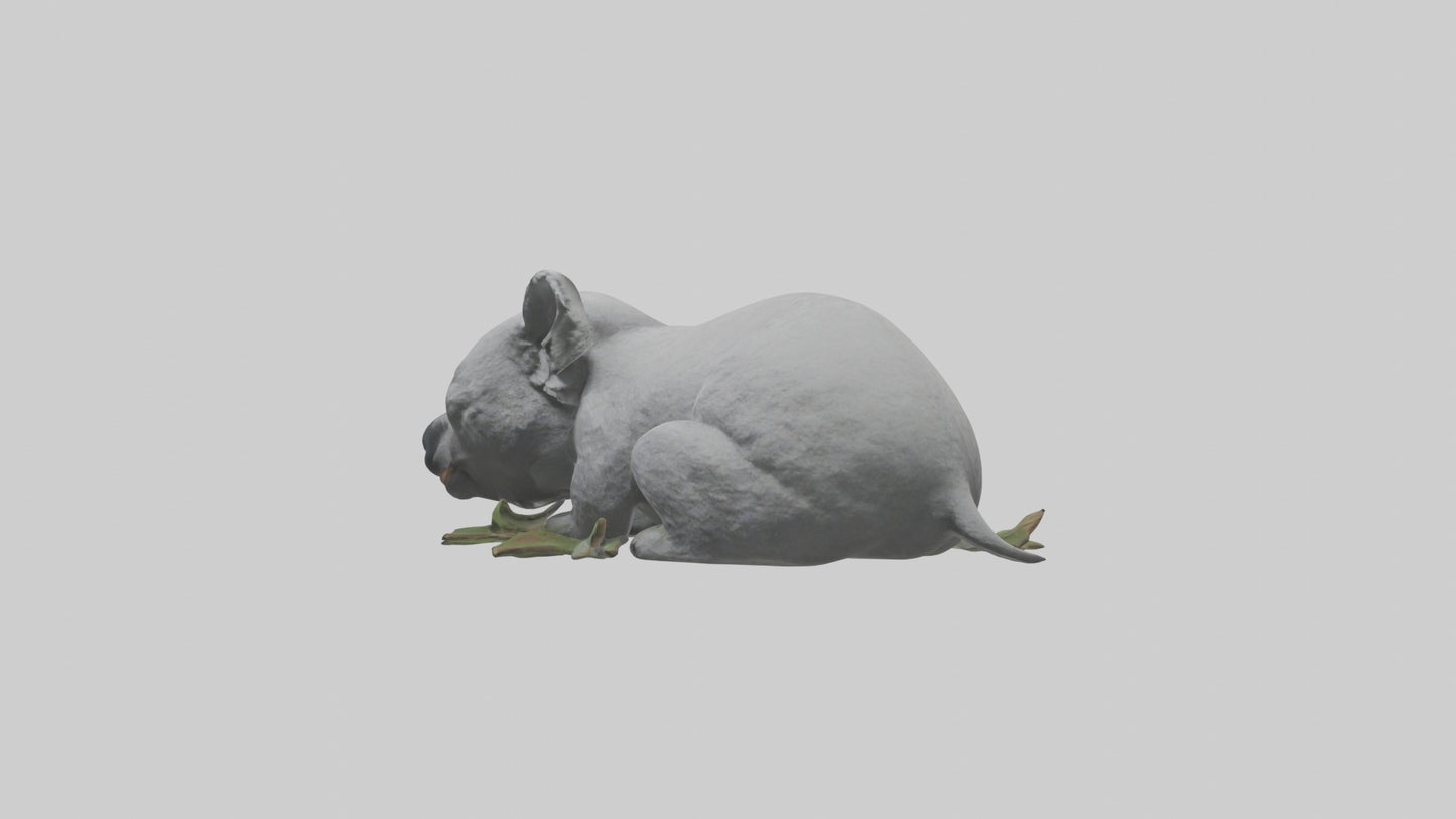 3D model Lying Koala Model 1 VR / AR / low-poly