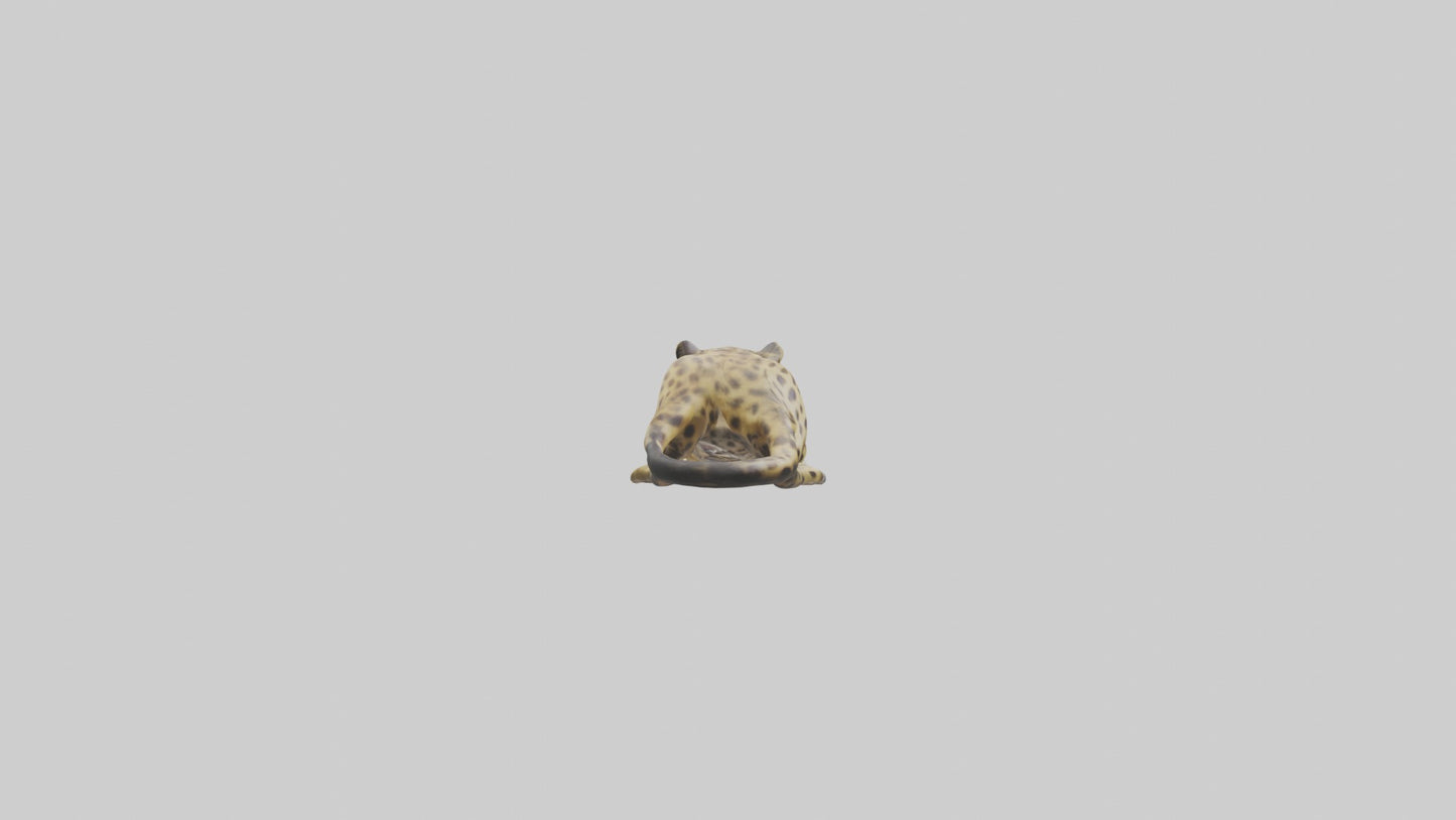 3D model Lying Leopard Model 1 VR / AR / low-poly