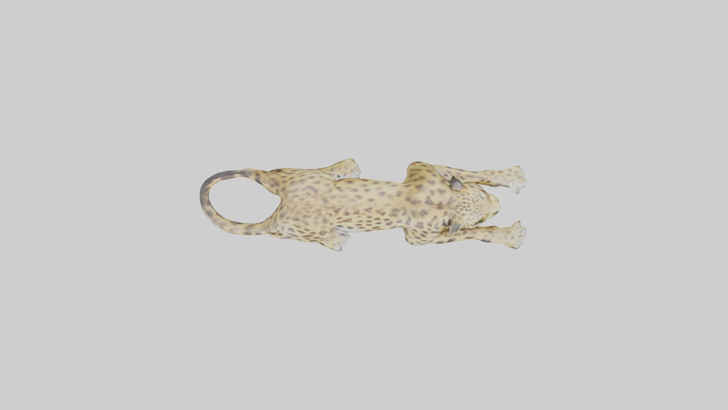 3D model Lying Leopard Model 1 VR / AR / low-poly