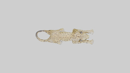 3D model Lying Leopard Model 1 VR / AR / low-poly