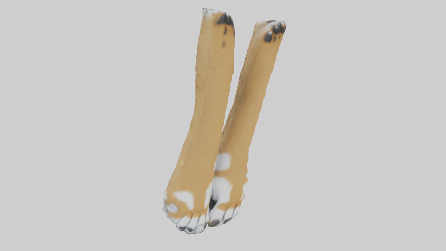 3D model Lynx Paws Model VR / AR / low-poly