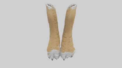 3D model Lynx Paws Model VR / AR / low-poly