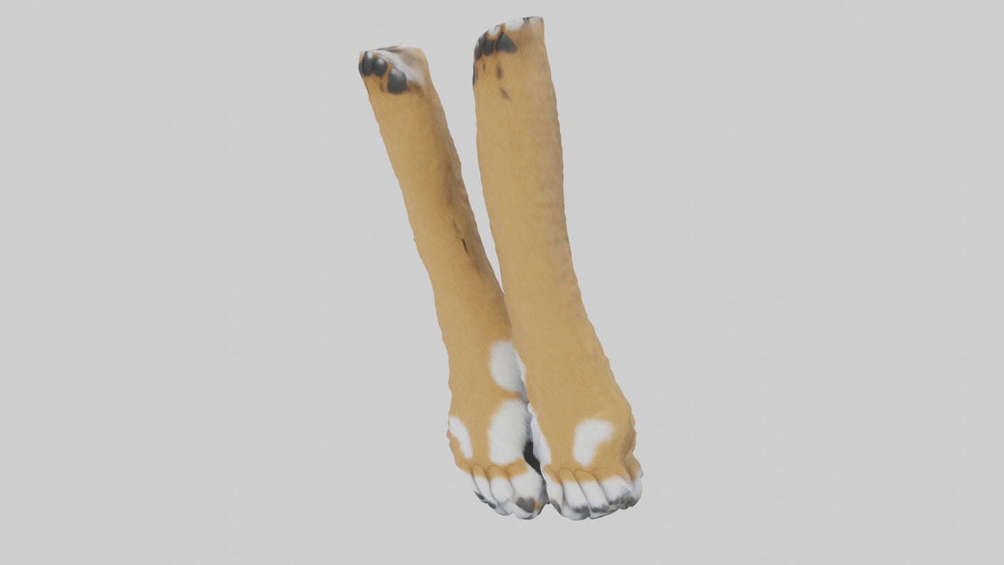 3D model Lynx Paws Model VR / AR / low-poly