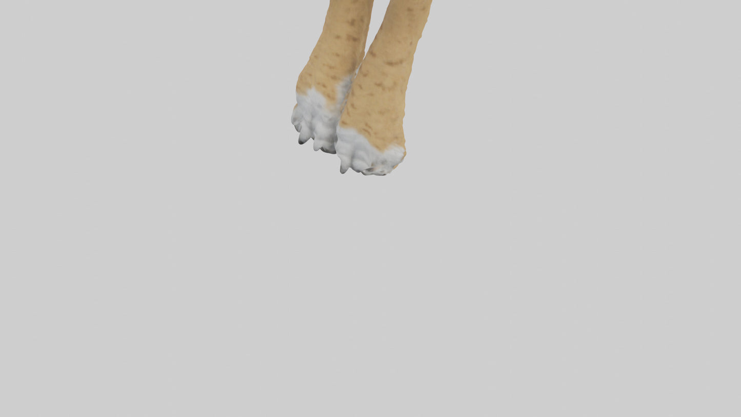 3D model Lynx Paws Model VR / AR / low-poly