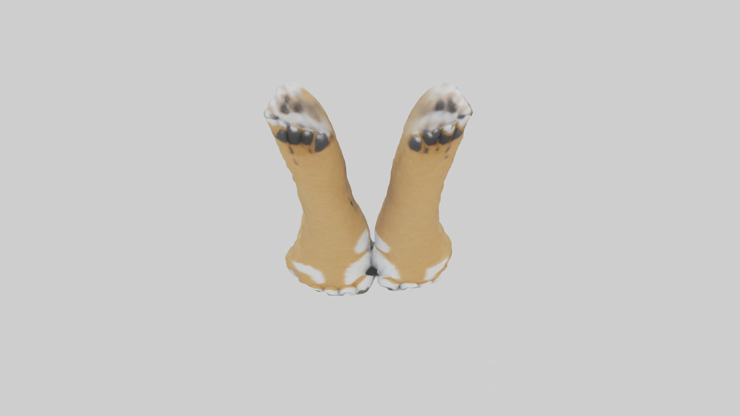 3D model Lynx Paws Model VR / AR / low-poly