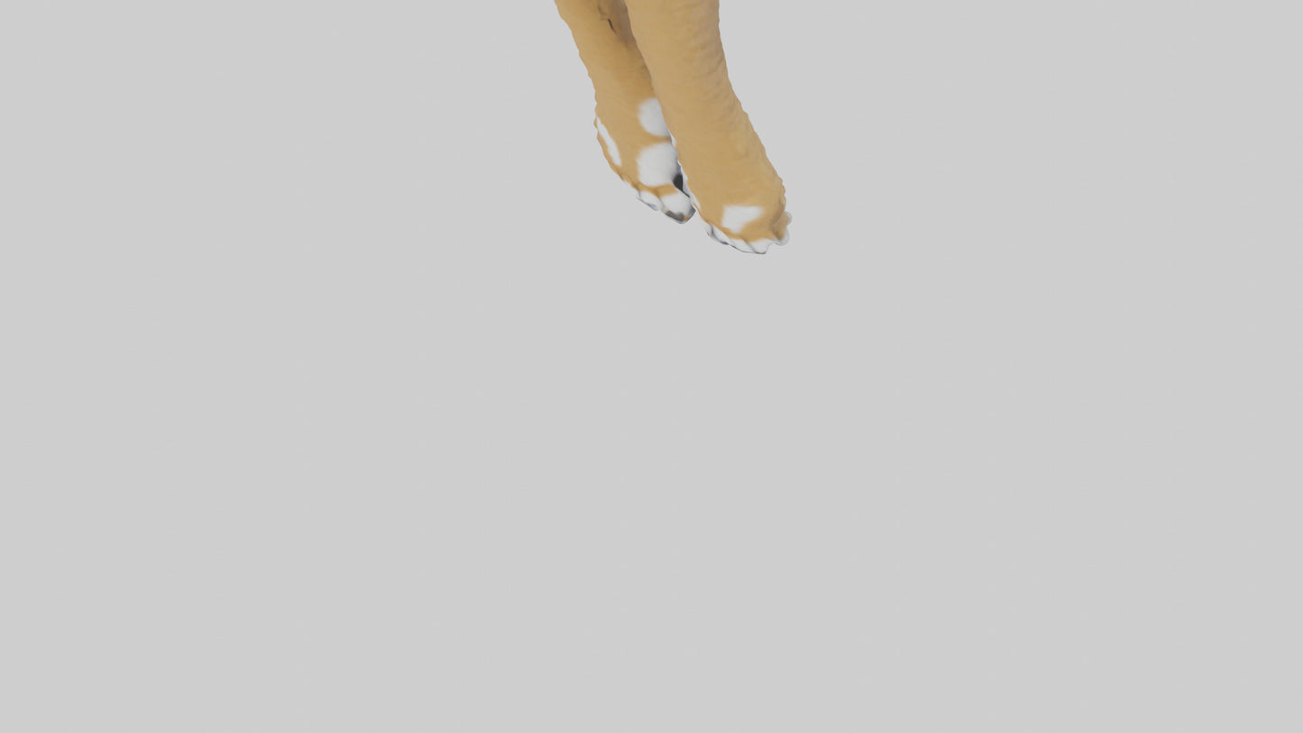3D model Lynx Paws Model VR / AR / low-poly