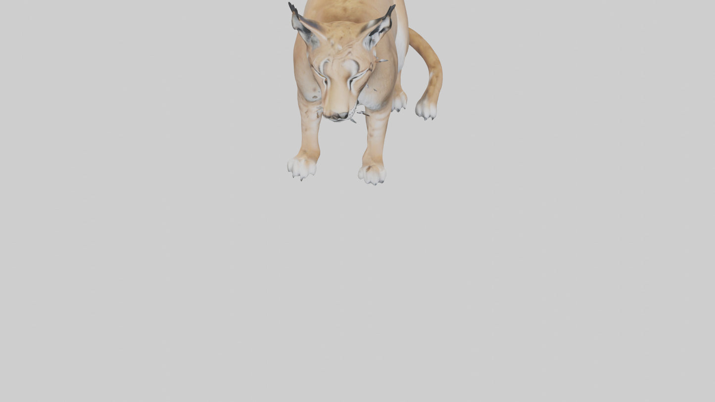 3D model Lynx sitting model VR / AR / low-poly