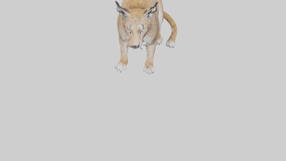 3D model Lynx sitting model VR / AR / low-poly