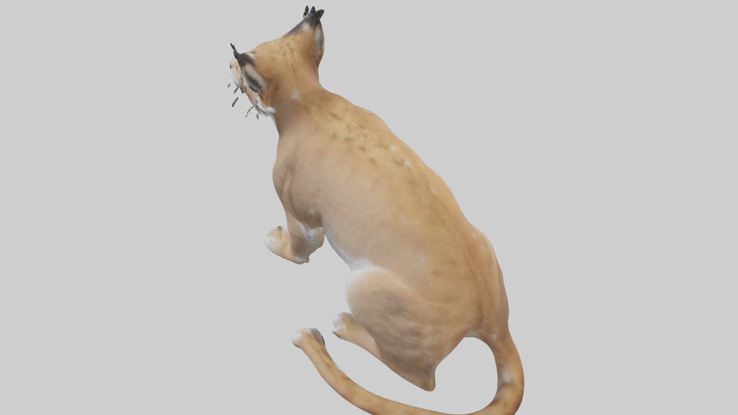 3D model Lynx sitting model VR / AR / low-poly