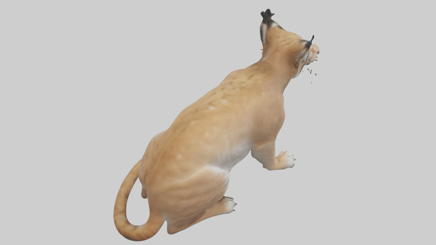 3D model Lynx sitting model VR / AR / low-poly