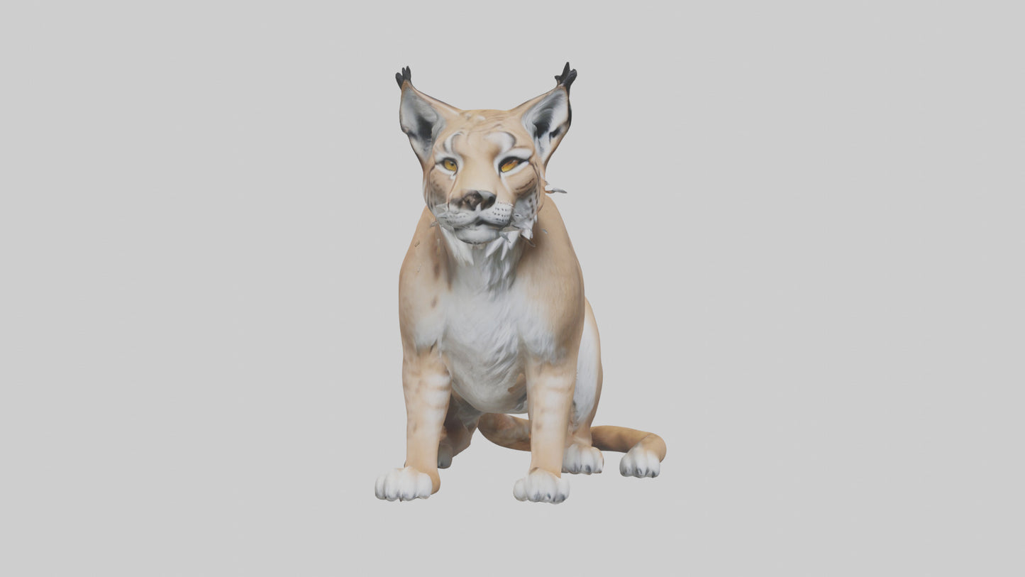 3D model Lynx sitting model VR / AR / low-poly