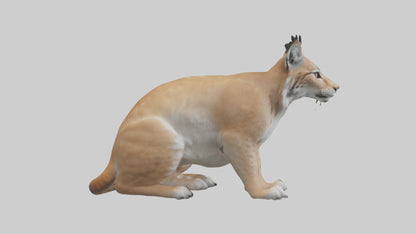 3D model Lynx sitting model VR / AR / low-poly