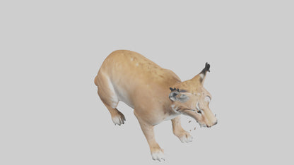 3D model Lynx sitting model VR / AR / low-poly