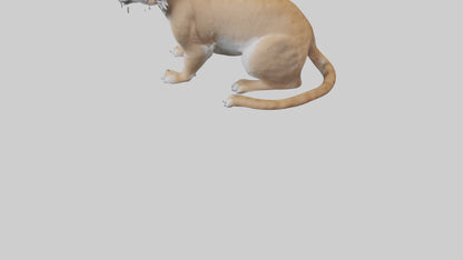 3D model Lynx sitting model VR / AR / low-poly