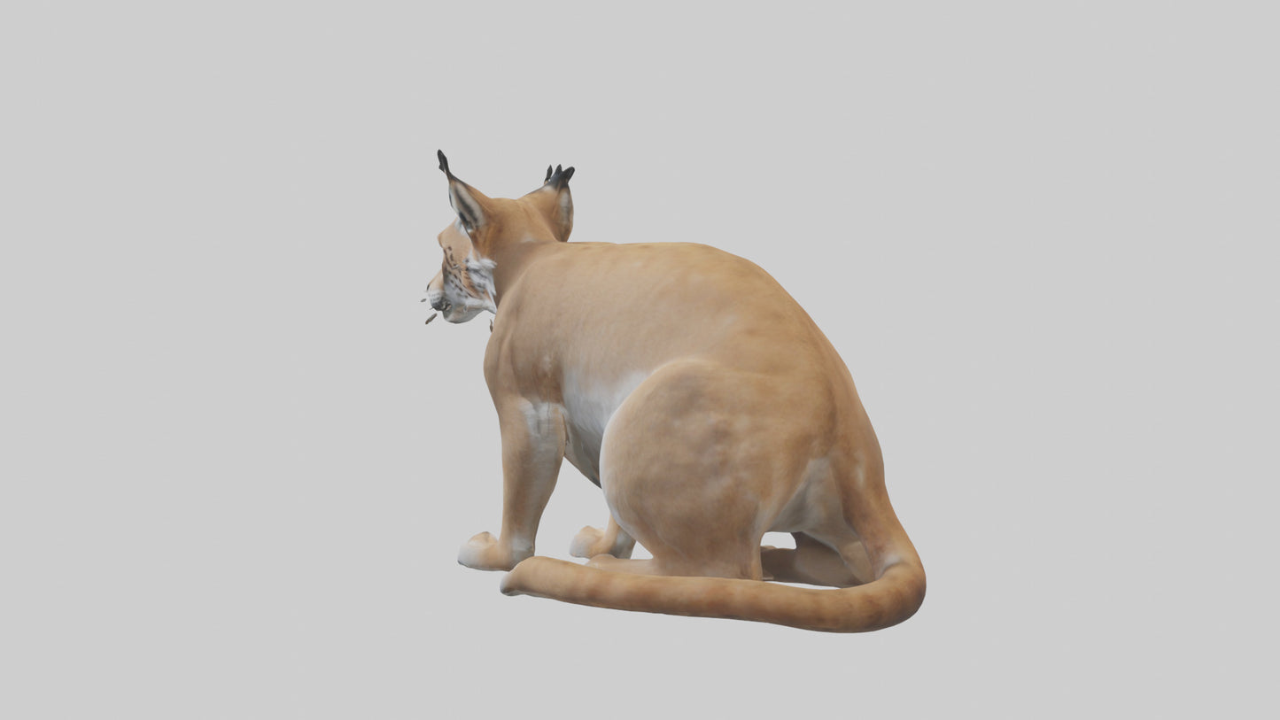 3D model Lynx sitting model VR / AR / low-poly