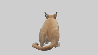 3D model Lynx sitting model VR / AR / low-poly