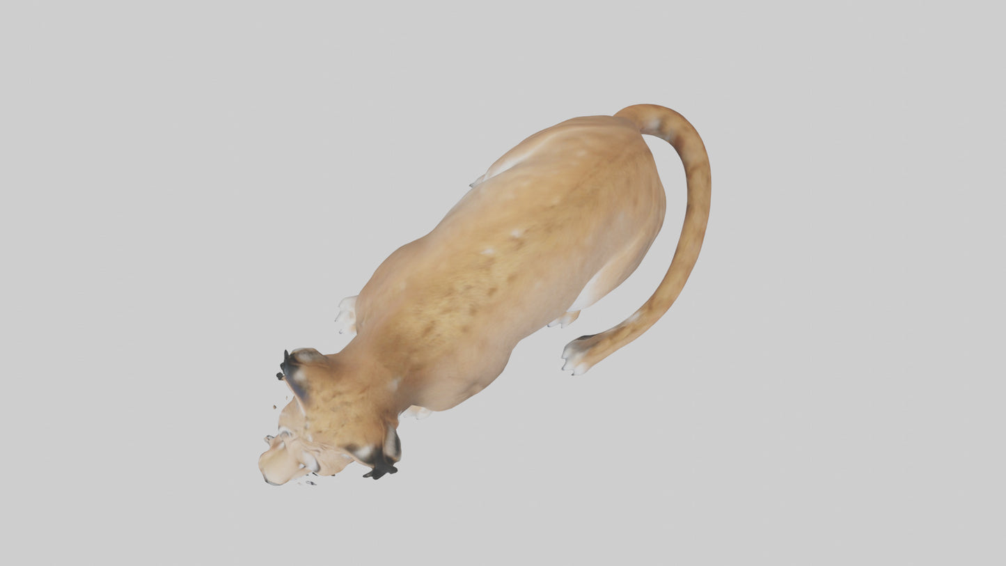 3D model Lynx sitting model VR / AR / low-poly