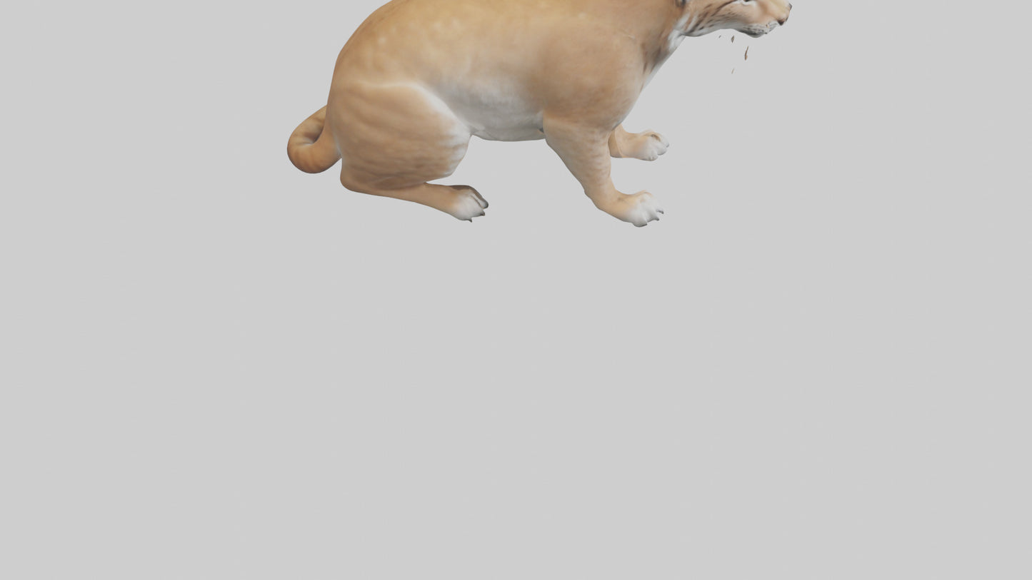 3D model Lynx sitting model VR / AR / low-poly