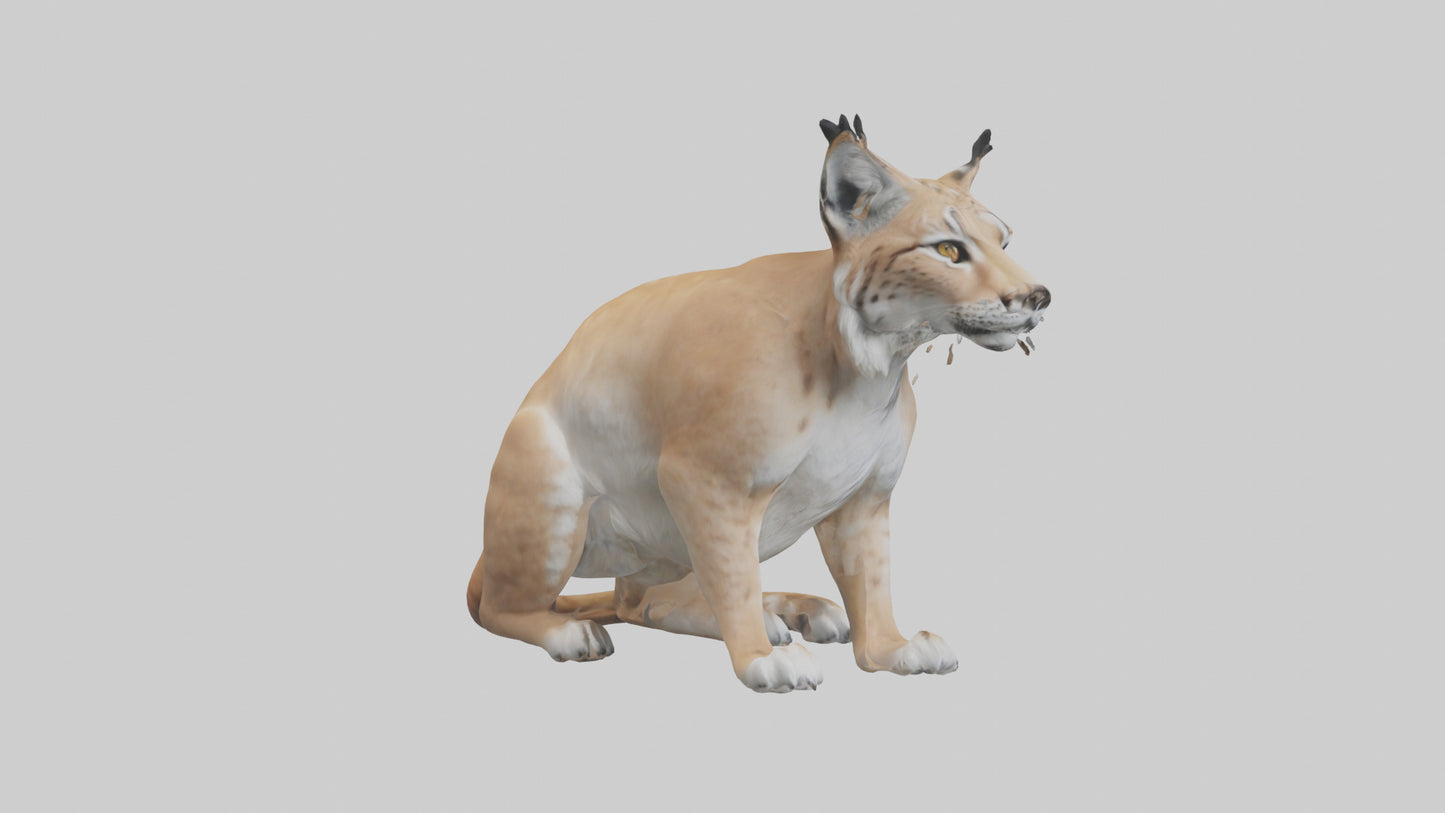 3D model Lynx sitting model VR / AR / low-poly