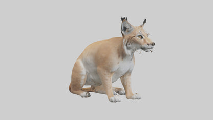 3D model Lynx sitting model VR / AR / low-poly