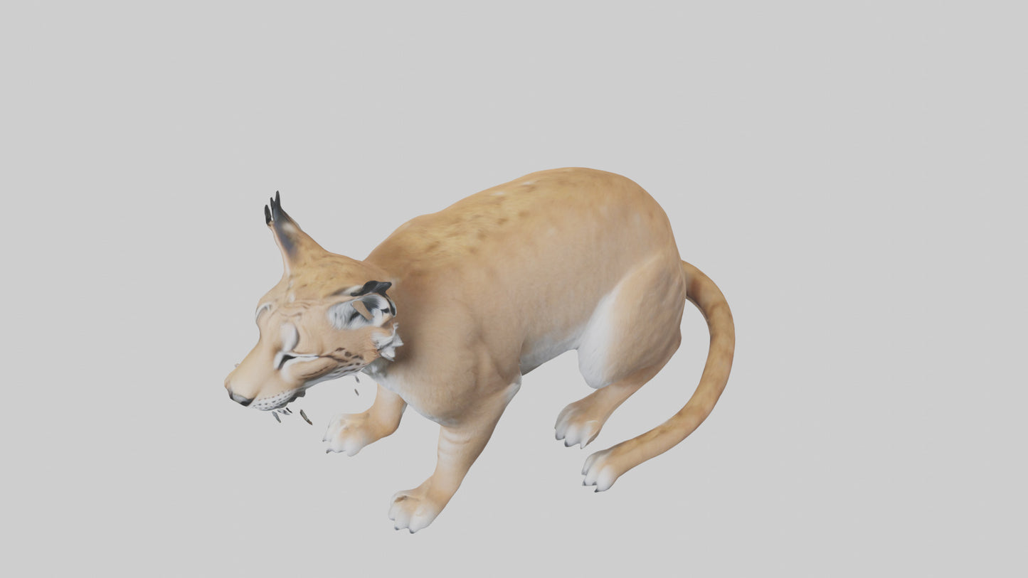 3D model Lynx sitting model VR / AR / low-poly