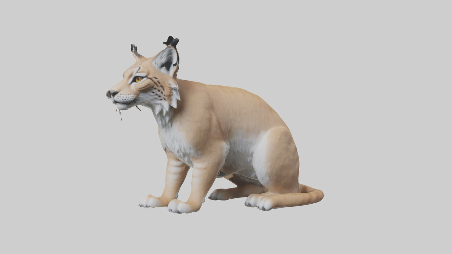 3D model Lynx sitting model VR / AR / low-poly