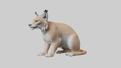 3D model Lynx sitting model VR / AR / low-poly