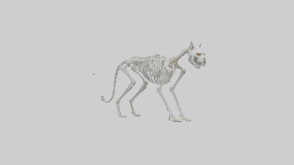 3D model Lynx Skeleton model VR / AR / low-poly