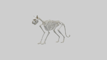 3D model Lynx Skeleton model VR / AR / low-poly