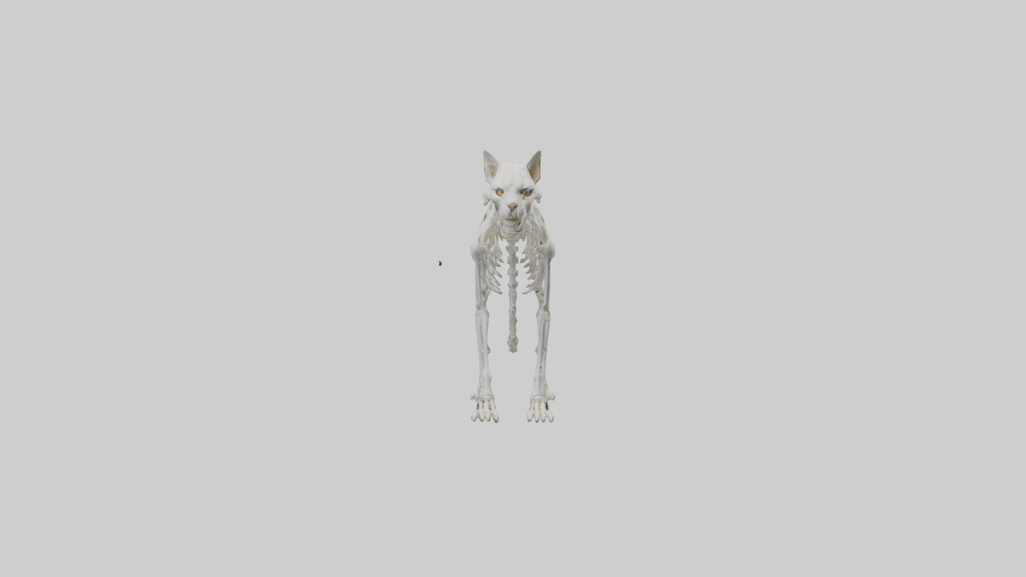 3D model Lynx Skeleton model VR / AR / low-poly