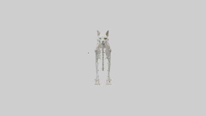 3D model Lynx Skeleton model VR / AR / low-poly