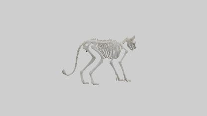 3D model Lynx Skeleton model VR / AR / low-poly