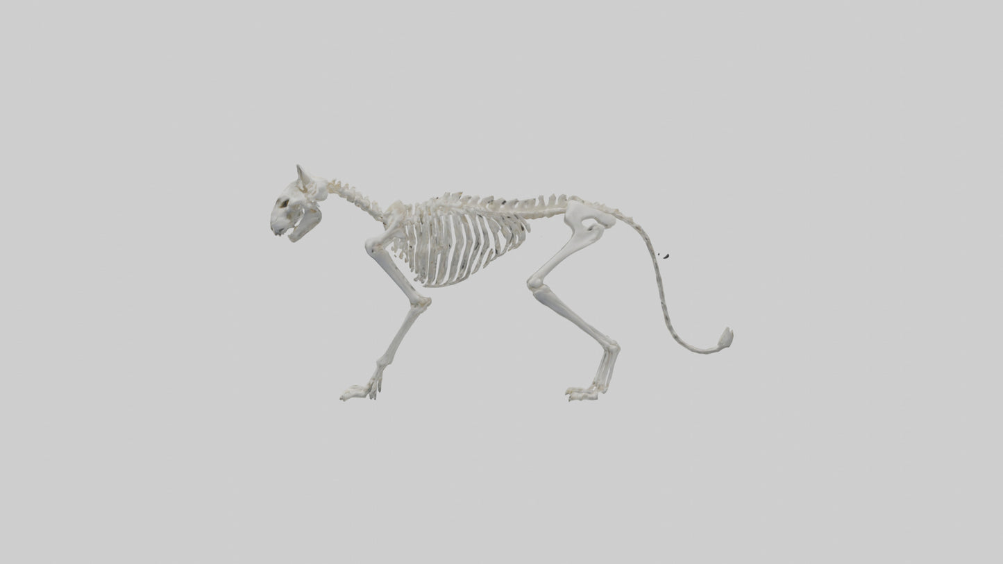3D model Lynx Skeleton model VR / AR / low-poly