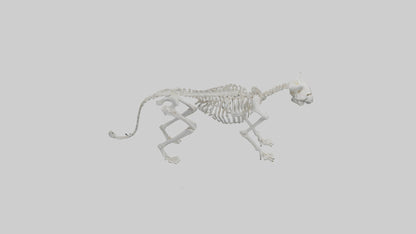 3D model Lynx Skeleton model VR / AR / low-poly