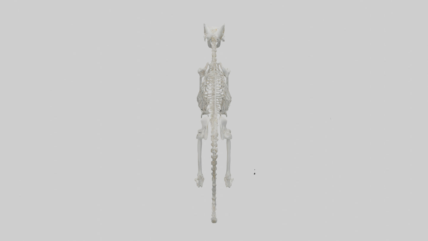 3D model Lynx Skeleton model VR / AR / low-poly