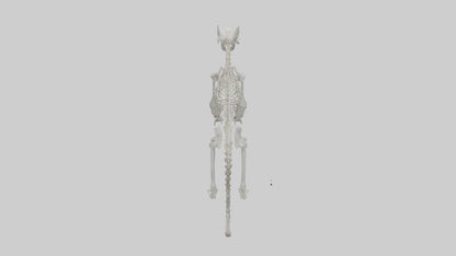 3D model Lynx Skeleton model VR / AR / low-poly