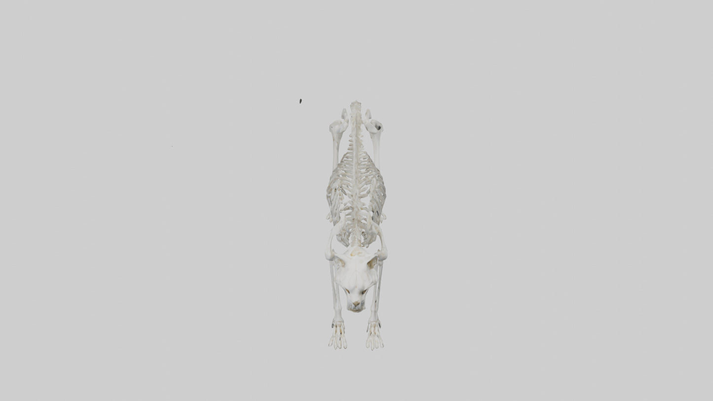 3D model Lynx Skeleton model VR / AR / low-poly