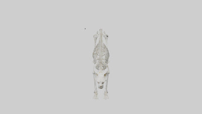 3D model Lynx Skeleton model VR / AR / low-poly