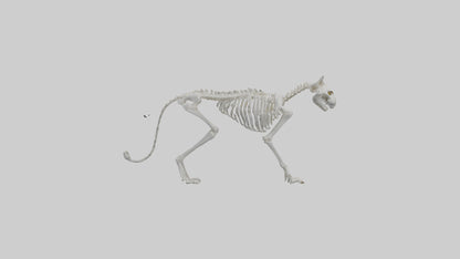 3D model Lynx Skeleton model VR / AR / low-poly