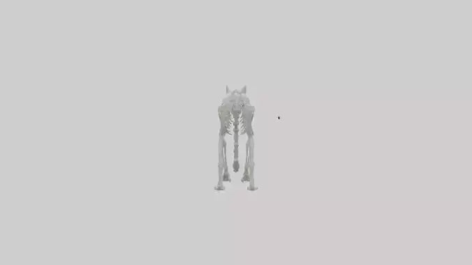 3D model Lynx Skeleton model VR / AR / low-poly