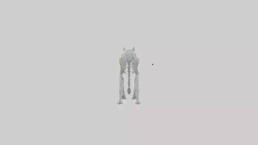 3D model Lynx Skeleton model VR / AR / low-poly