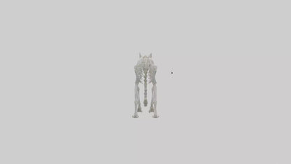 3D model Lynx Skeleton model VR / AR / low-poly