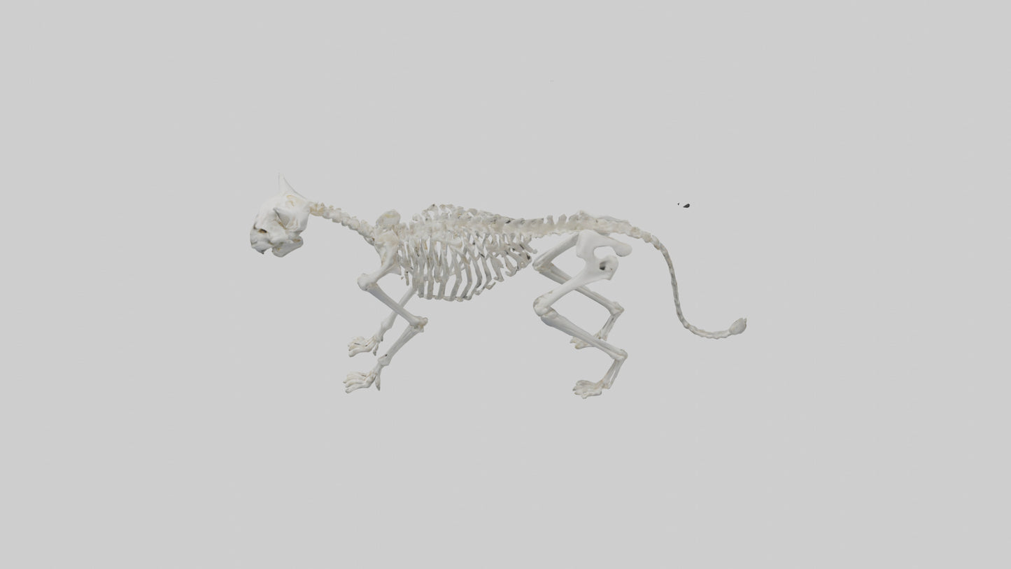 3D model Lynx Skeleton model VR / AR / low-poly