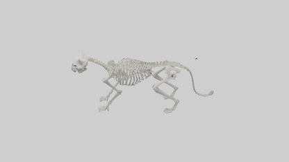 3D model Lynx Skeleton model VR / AR / low-poly