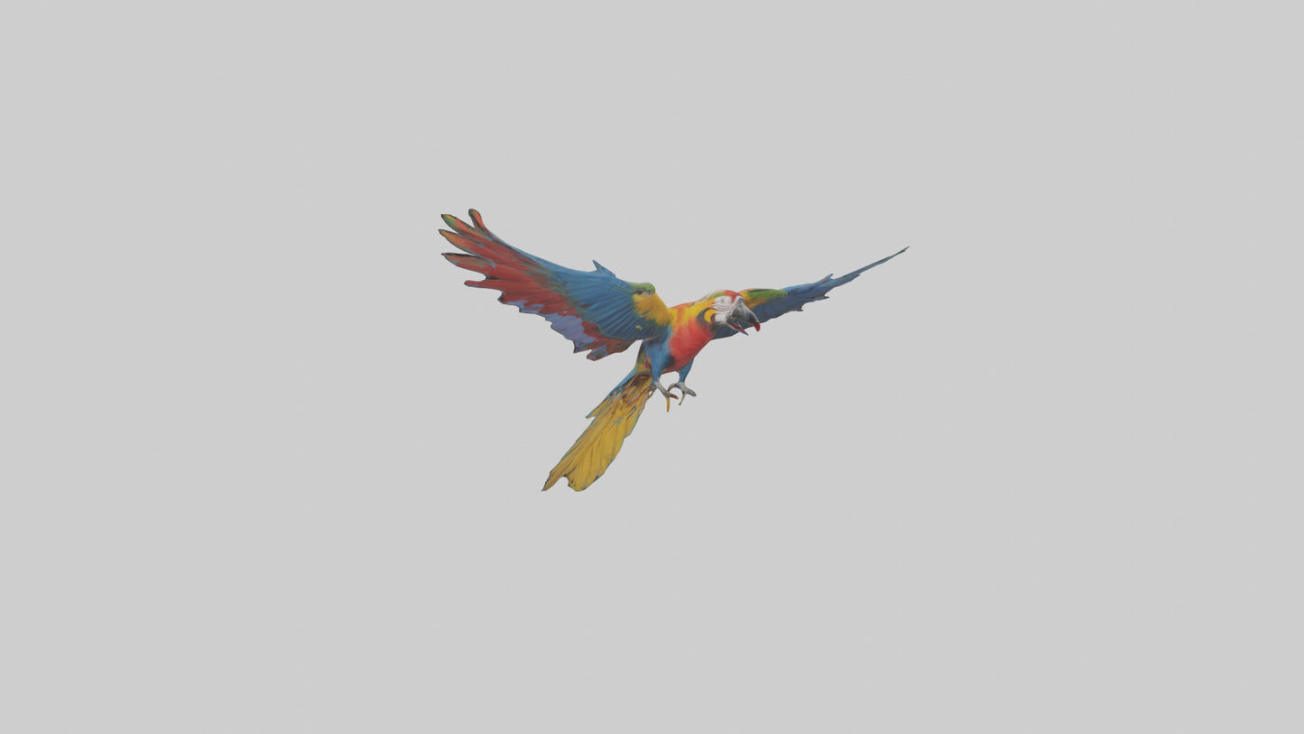 3D model Macaw flying model VR / AR / low-poly