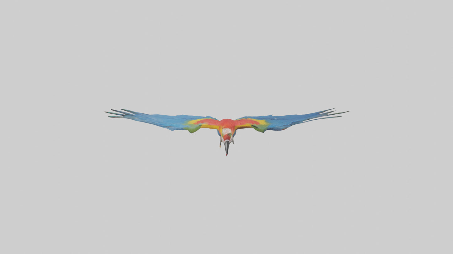 3D model Macaw flying model VR / AR / low-poly