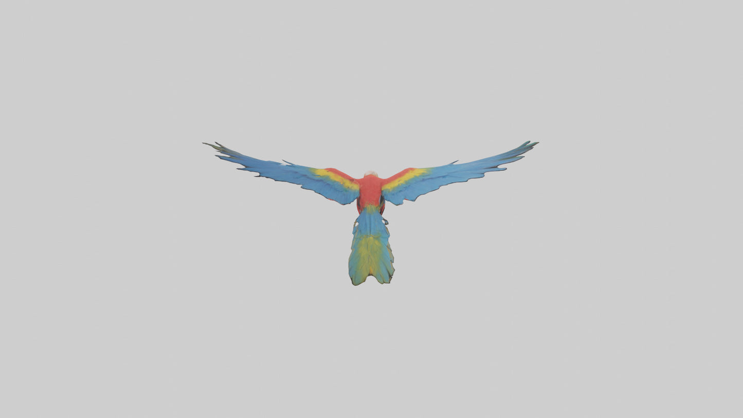 3D model Macaw flying model VR / AR / low-poly