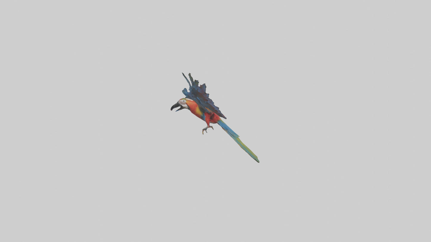 3D model Macaw flying model VR / AR / low-poly