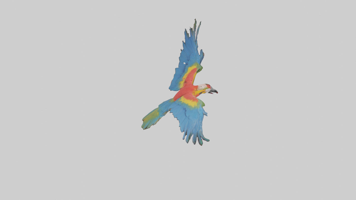 3D model Macaw flying model VR / AR / low-poly